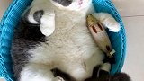 哇塞，一筐猫！猫