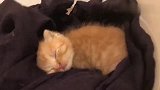 一只流浪猫妈妈在学生宿舍生个猫宝就跑了