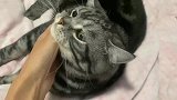 主人对手无寸铁的猫咪“下手”，猫：造孽呀！