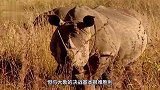 大象闯入犀牛领地，雄犀牛脾气瞬间爆发，下一秒意外发生了！