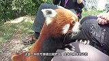 饲养员喂小熊猫吃苹果，随后摸了摸它的肚子，遭到小熊猫满脸嫌弃