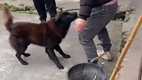 男子在狗狗面前不断比划，把狗狗耍得团团转