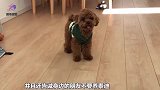 养狗不要选泰迪，这几个原因告诉你为什么，有些宠主已经后悔了！