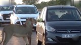 狮子求搭车用嘴熟练开车门乘客吓坏夺路而逃