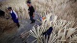 性感虎哥在线辟谣：日本一次性筷子谣言 中国成日本最大木材进口