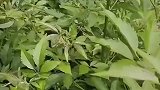 最贪财的草，就在中国，如果找到就赚大了