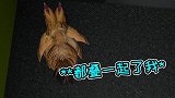 全体变小鸡，骗过敌人，搞晕队友