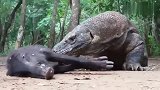 科莫多巨蜥和野猪，野猪在它面前太渺小了