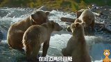 雄性灰熊出现在两只带着幼崽的母灰熊面前，结果差点被他俩咬死
