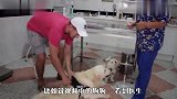 美洲狮跟着主人去看病,看到它的反应,差点笑翻了