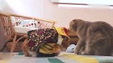 橘猫：当你爱上了本喵，注定是一场孽缘