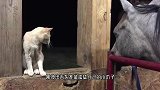 男子家的猫咪会骑马，每天都要出门遛马，镜头记录搞笑画面