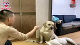 主人教狗狗学技能，老四啥也不学就是睡，被妈妈赛文怼，太逗了