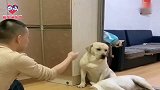 主人教狗狗学技能，老四啥也不学就是睡，被妈妈赛文怼，太逗了
