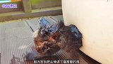小奶猫贪玩被卡住脖子，大家拼了命也才拉出半个身子，这可怎么办