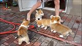 家里有五只小柯基犬,主人走到哪,“小尾巴”们就跟到哪