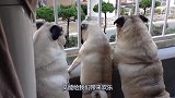 三只巴哥犬看外面的世界，竟然忽视主人的存在，场面十分滑稽