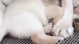 我被狗妈妈看的都不好意思了