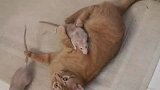 搞笑-20120323-老鼠爱上猫咪
