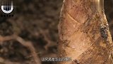男子野外发现山乌龟，体型巨大造型奇特，专家眼红比太岁值钱