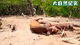 科莫多巨蜥捕食野猪，野猪以为自己逃走了，谁知其实它已经死了