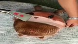 毛绒玩具脏了别扔掉，学会这样做，快速清洗干净，不用一滴水