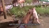 马跟狗的结合，长相奇特怪异，人们不知该怎么称呼它
