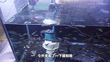 挑战80缸养246条鱼第二天，这损失感觉能接受，用苹果酱补充