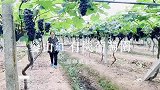 本地资讯：华蓥夏黑葡萄熟了