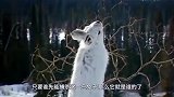 金雕和猞猁同时盯上一只兔子，都是“肉食强者”！到底兔死谁手