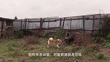 千斤棕熊闯进院子里，主人关门放狗，养狗千日用狗一时
