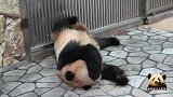 熊猫结浜美美地睡醒一觉，发现爸爸在隔壁观望，好有爱的画面