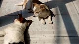 萌宠 终于不闹听了，安静的像个毛绒娃娃！[高清版]