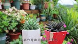 秋天养多肉，轻轻“叫醒”沉睡的多肉，中秋缓慢上色