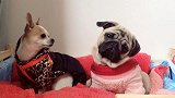 巴哥犬你不要卖萌了，你的小伙伴都看不下去了！