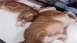 橘猫：还是躺电脑上睡得舒服！