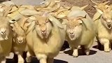 成群山羊慢悠悠赶路，我国特有品种绒山羊