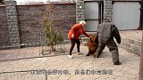 中国藏獒火到国外，老外不信它这么凶，亲身实验它的攻击力