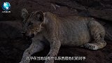 鬣狗天敌出现了，遇到之后只能“等死”，狮子见了之后都害怕