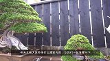 展会上的“活宝贝”!这才是“活的雕塑”,一场植物的视觉盛宴