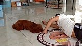 泰迪模仿男主动作，泰迪呀你怎么这么可爱呢