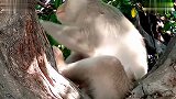 猴子误食朝天椒辣到生无可恋