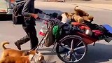 我是流浪汉但我的狗不是，狗狗真的被他养得很好