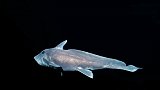地球上最可怕的鲨鱼，幽灵鲨用下颚碾压食物，须鲨是最好的伪装者