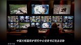 旅美大熊猫 贝贝 即将回国 将乘专机听音乐吃零食