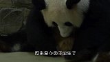 熊猫哼唧唧，叼着个“东西”硬要给饲养员看：你别动，让我来！
