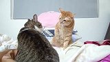 橘猫和狸花猫打架，橘猫的表情全是戏，太搞笑了
