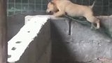 把狗子关在猪圈里，狗子竟然能自己出来，太聪明了