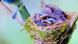 鸟宝宝在巢中等待着妈妈的归来