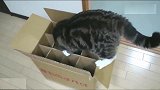 事实证明，不管盒子多小猫有多大，都是等于号！